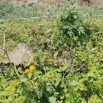 लैंटाना और गेंदा पौधे से खेत सुरक्षा