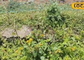 लैंटाना और गेंदा पौधे से खेत सुरक्षा
