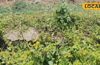 लैंटाना और गेंदा पौधे से खेत सुरक्षा