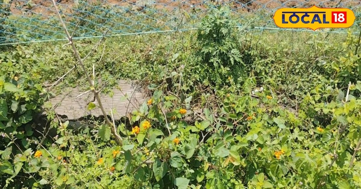 लैंटाना और गेंदा पौधे से खेत सुरक्षा