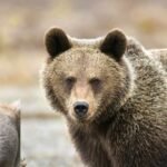 होर्मुज नाकाबंदी: अमेरिका का कदम भारत समेत देशों को भारी पड़ेगा